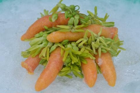 Trứng cá lóc bông