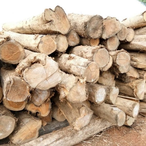 Gỗ Teak