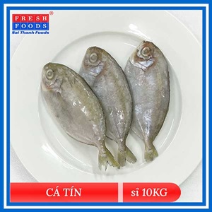 Cá Tín - Cá Liệt Nguyên Con