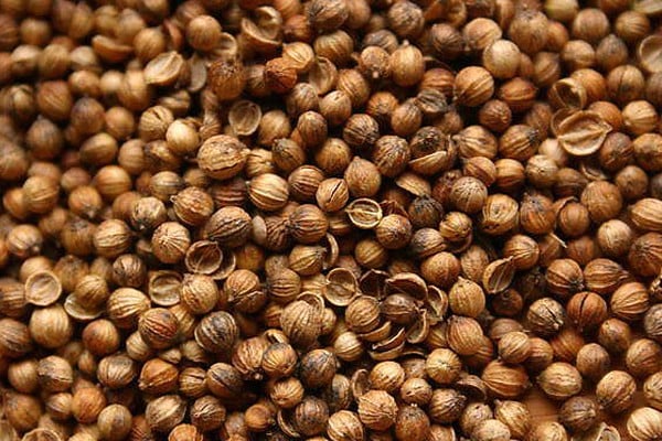Hạt ngò