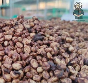 Cà Phê Nhân Fine Robusta - Red Honey