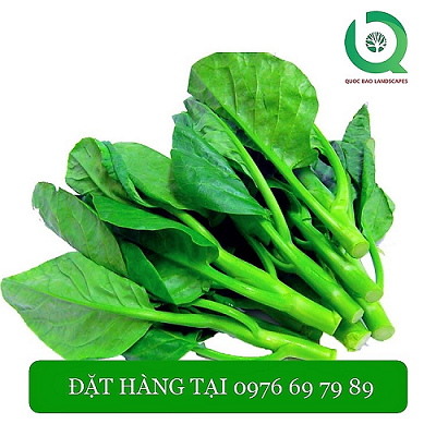 Hạt Giống Rau Mồng Tơi