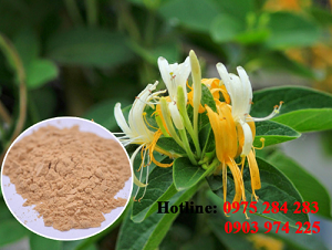 Bột Kim Ngân Hoa
