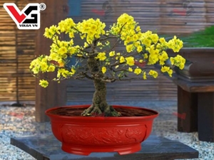 Chậu Hoa Nhựa Trồng Cây Bonsai