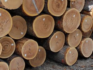 Gỗ Thích Cứng (Hard Maple)