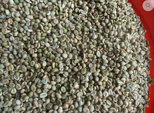 Robusta nhân sống