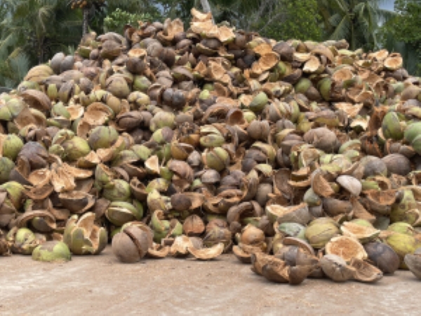 Vỏ dừa khô