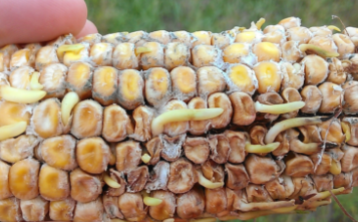 Giám định tổn thất hàng hóa