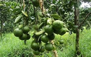 Lưới che nắng cho vườn cam