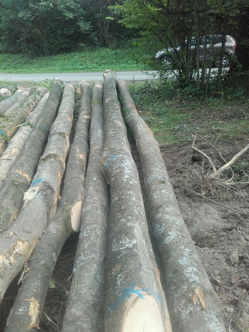 Gỗ Tần Bì Tròn (White Ash Logs)