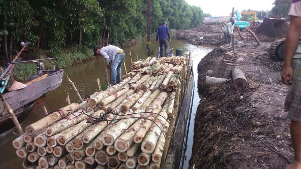 Gỗ keo tròn FSC