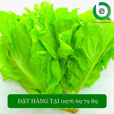 Hạt Giống Xà Lách Rún Vàng