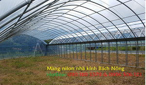 Màng PE làm nhà kính