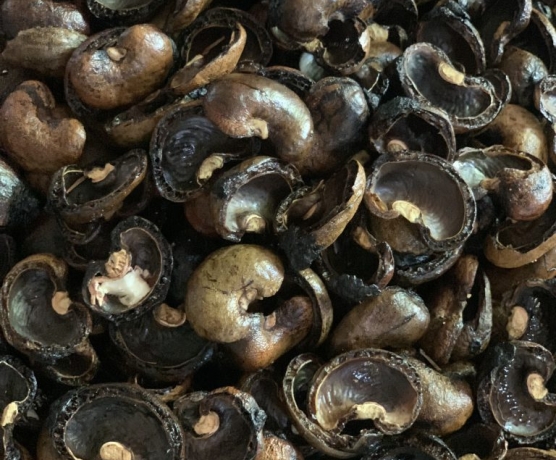 Vỏ hạt điều
