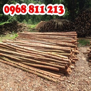 Cây Chống Gỗ Bạch Đàn