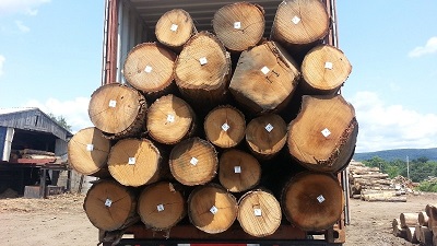 Gỗ Sồi Tròn (White Oak Logs)