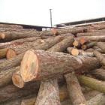 Gỗ Thông Tròn (Pine Logs)