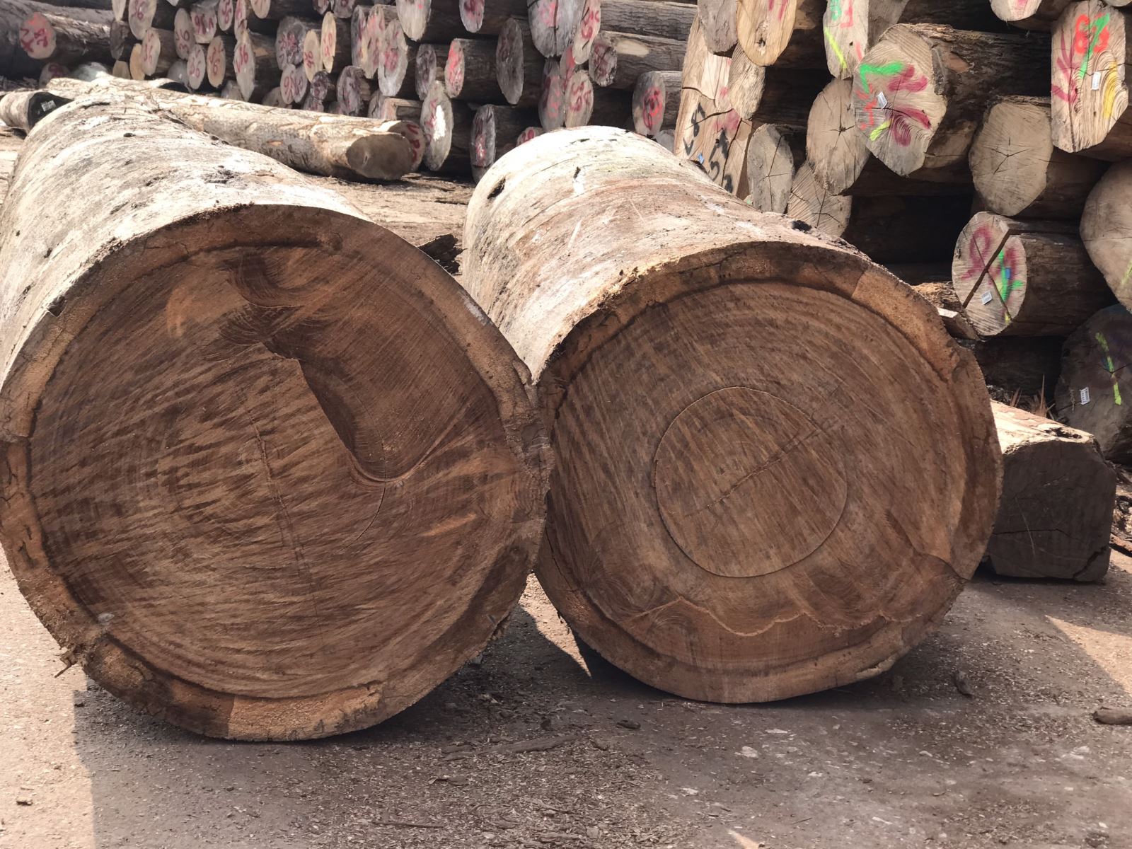 Gỗ teak