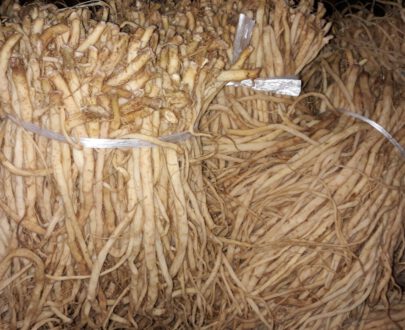 Ngưu tất