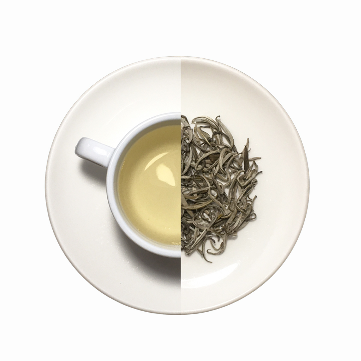 Bạch trà shan tuyết cổ thụ