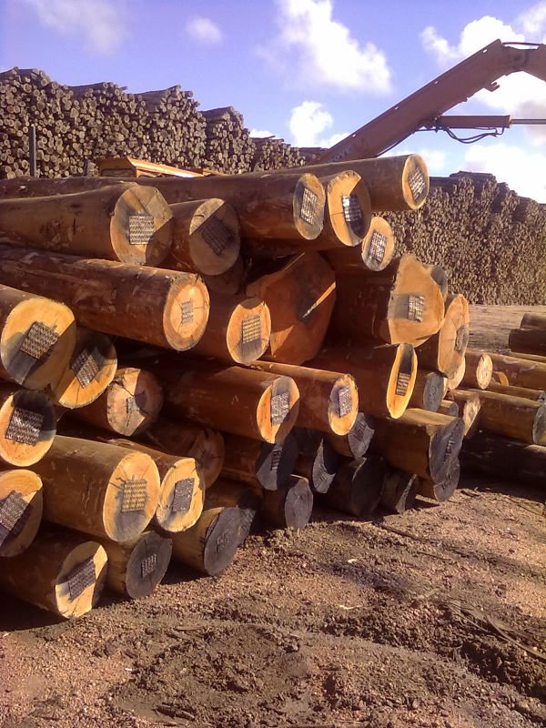 Gỗ tròn FSC