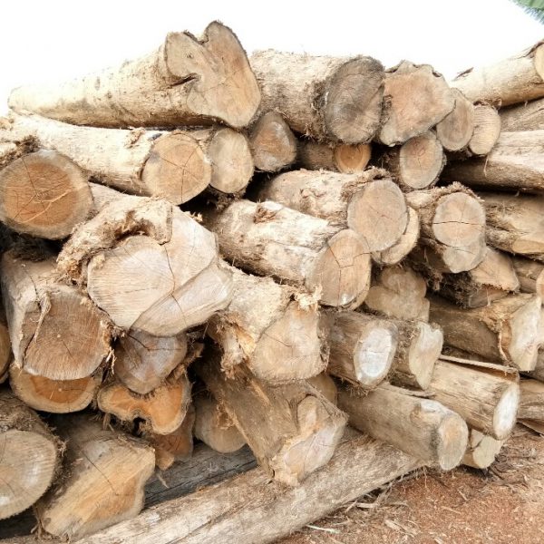Gỗ Teak