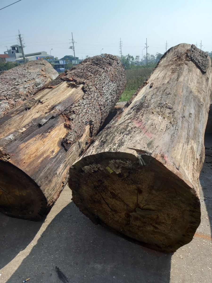 Gỗ sồi