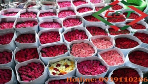 Kho Lạnh Bảo Quản Hoa Tươi