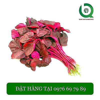 Hạt Giống Rau Dền